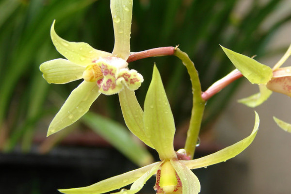 蕙兰花期时间长吗,3~5月开花(花期持续2~3个月)