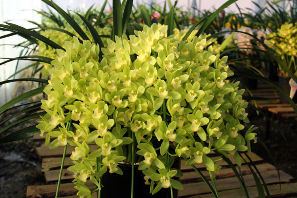 蕙兰花期时间长吗,3~5月开花(花期持续2~3个月)