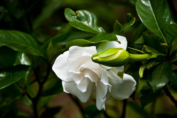 栀子花什么时候长花苞,每年4月左右开始生长
