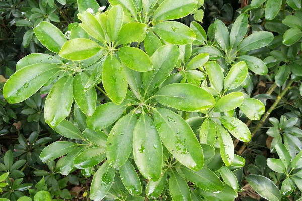鹅掌柴掉叶子怎么办,调节光照/控水追肥