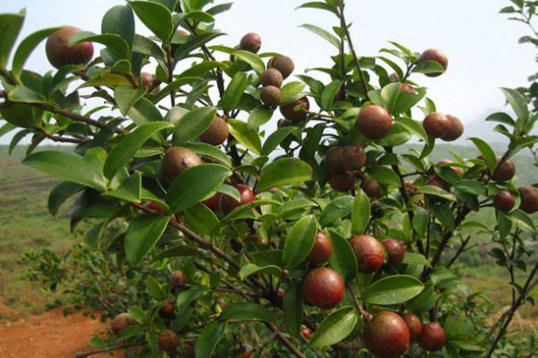 油茶树的种植方法,可以通过以下5步进行