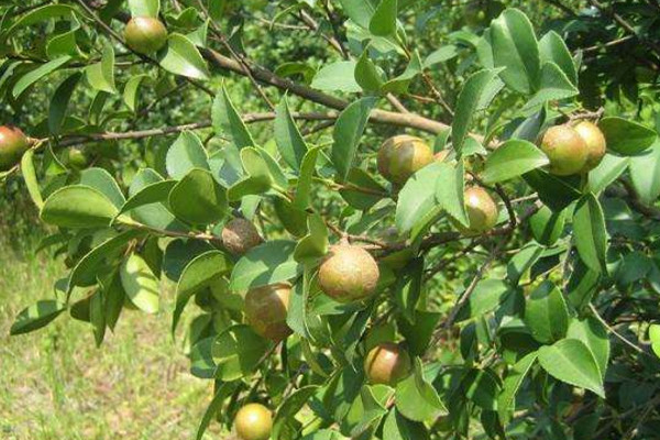 油茶树的种植方法,可以通过以下5步进行