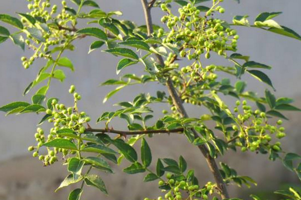 小花椒树怎样修剪,可以通过以下三步进行