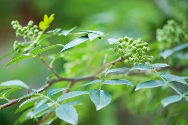 小花椒树怎样修剪,可以通过以下三步进行