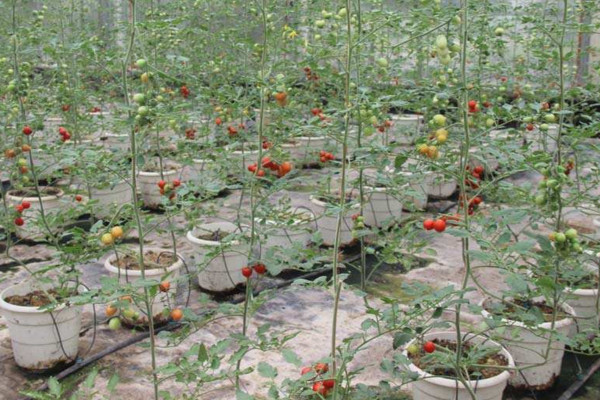 番茄的种植方法,可以通过以下4步进行