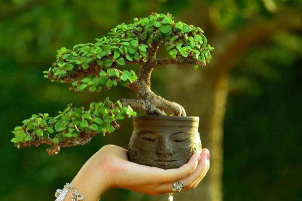 金枝玉叶盆景制作技巧,做好以下4点是关键