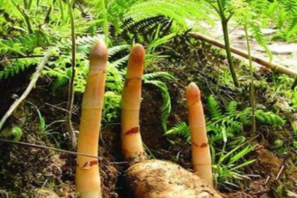 天麻的种植方法,种植前需对种子进行催芽