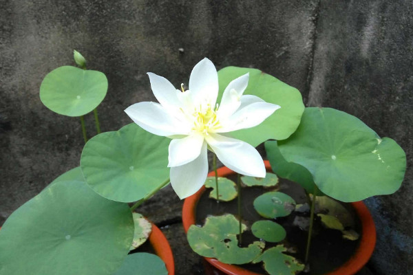 碗莲冬天怎么养,保温控光/减少水肥施加