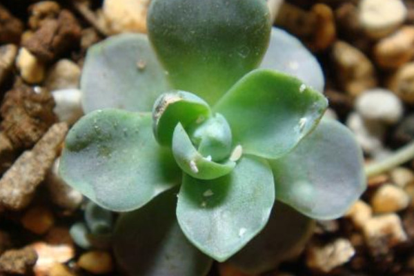 多肉生白色虫子怎么办,喷洒药剂杀灭蚧壳虫