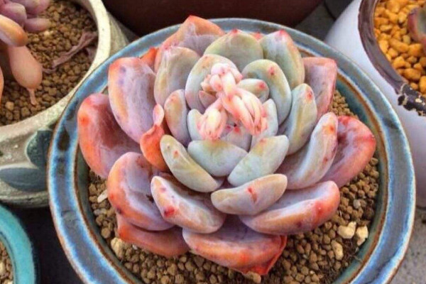 多肉生白色虫子怎么办,喷洒药剂杀灭蚧壳虫