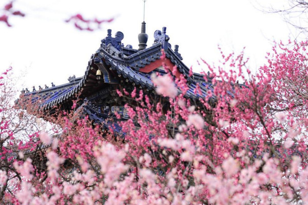 梅花冬天能放室外吗,南方地区可以放在室外