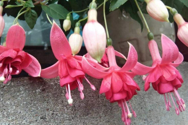 倒挂金钟花怎么养,养分充足是植株生的关键