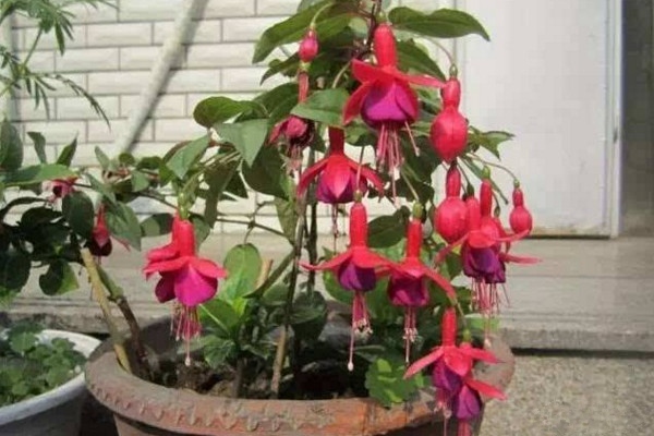 倒挂金钟花怎么养,养分充足是植株生的关键