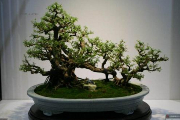 黑骨茶盆景怎么养,光照充足并少量施肥