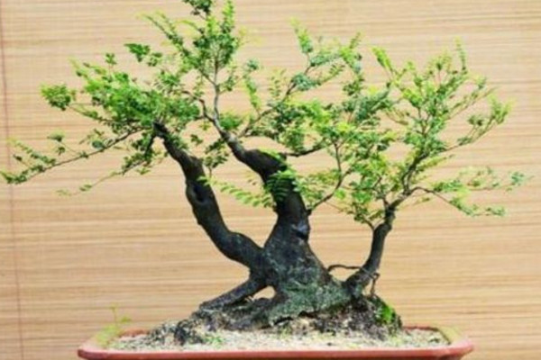 黑骨茶盆景怎么养,光照充足并少量施肥