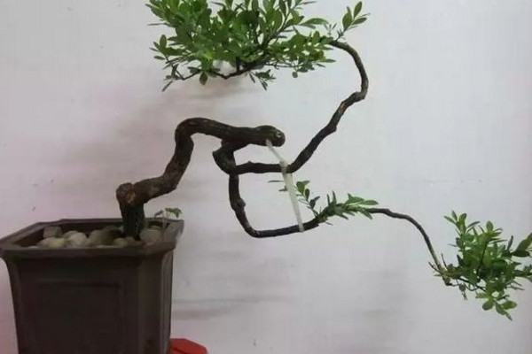 黑骨茶盆景怎么养,光照充足并少量施肥