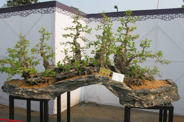 黑骨茶盆景怎么养,光照充足并少量施肥