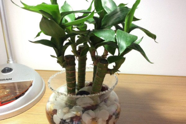 养富贵竹妙招,水培养殖的方法最棒