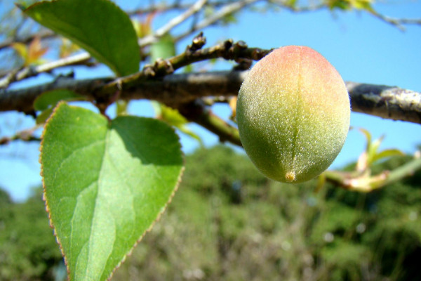 青梅种植方法,在11~23℃之间发育速度最快