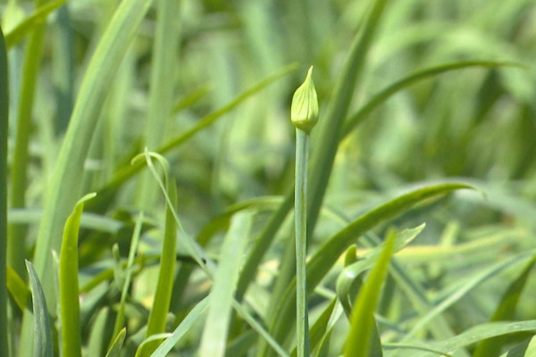 韭菜种植方法,养护期间记得松土除草