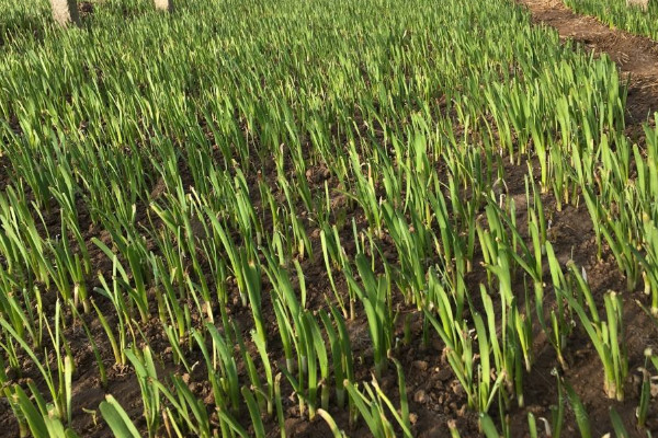 韭菜种植方法,养护期间记得松土除草