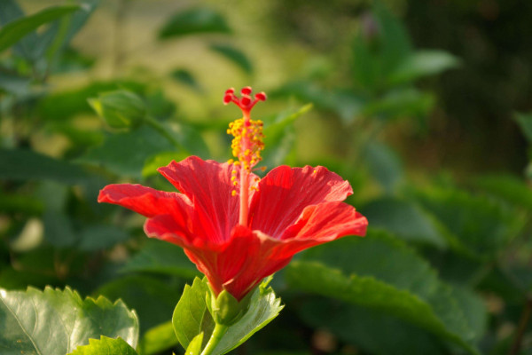 扶桑花养殖方法,在20~30℃下接受温暖充足的光照