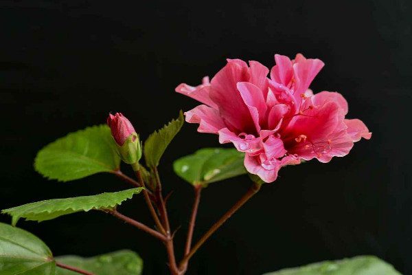 扶桑花养殖方法,在20~30℃下接受温暖充足的光照