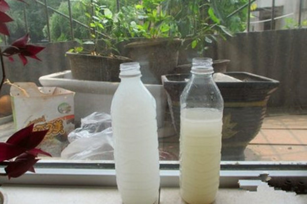 淘米水发酵多久浇花最好,发酵一星期左右即可