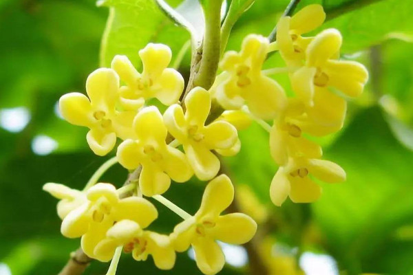 桂花原生跟嫁接的区别,嫁接桂花比原生价格贵
