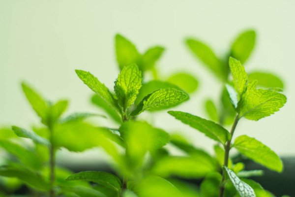 薄荷怎么繁殖,扦插/分株/水培/根茎繁殖等