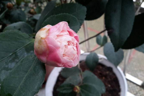 烈香茶花怎么养,做好以下5点非常关键