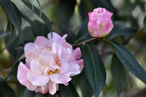 烈香茶花怎么养,做好以下5点非常关键