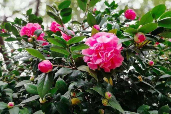 烈香茶花怎么养,做好以下5点非常关键
