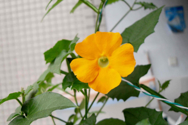 氮磷钾复合肥怎样浇花,用水稀释后再浇灌