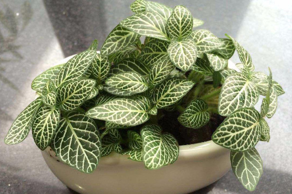氮磷钾复合肥怎样浇花,用水稀释后再浇灌