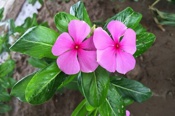 四季梅有毒吗,花朵的毒性最大