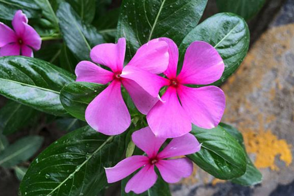 四季梅有毒吗,花朵的毒性最大