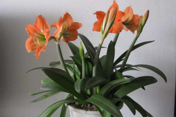 朱顶红怎么养,做好以下几点植株花色更艳、花期更长