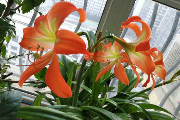 朱顶红怎么养,做好以下几点植株花色更艳、花期更长