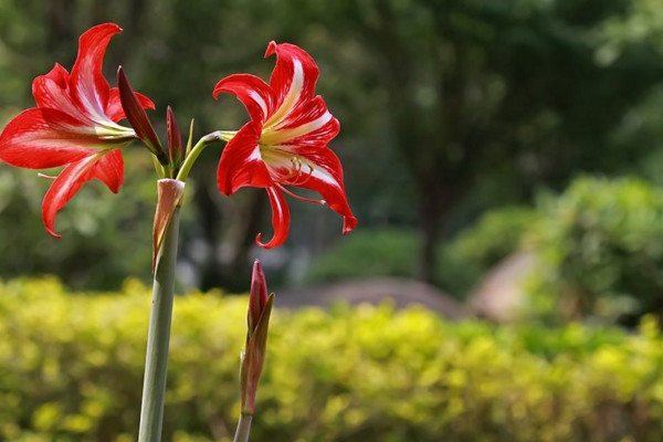 朱顶红怎么养,做好以下几点植株花色更艳、花期更长