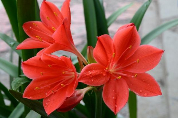 朱顶红怎么养,做好以下几点植株花色更艳、花期更长