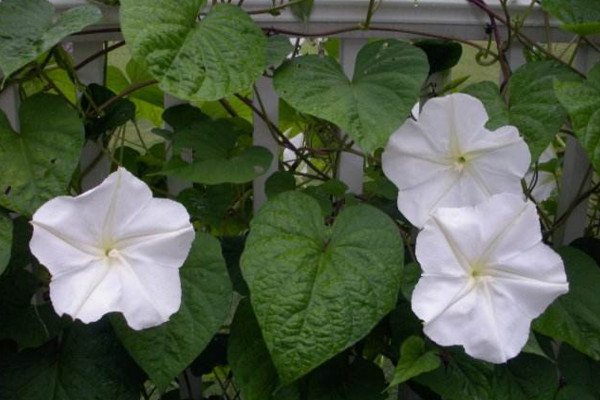 月光花怎么养,保证光照充足并做好保暖措施
