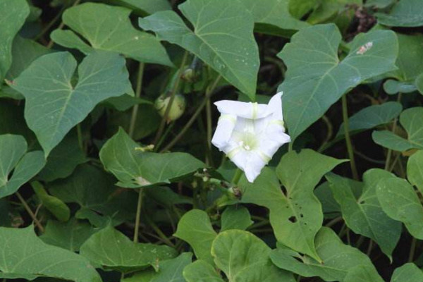 月光花怎么养,保证光照充足并做好保暖措施
