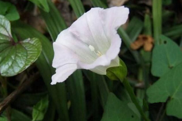月光花怎么养,保证光照充足并做好保暖措施