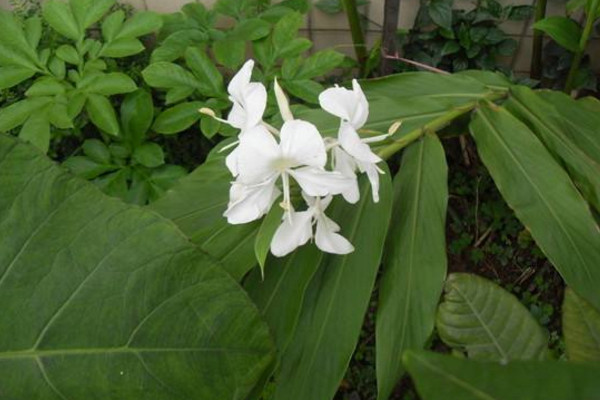 姜花的花语是什么,将记忆永远留在夏天