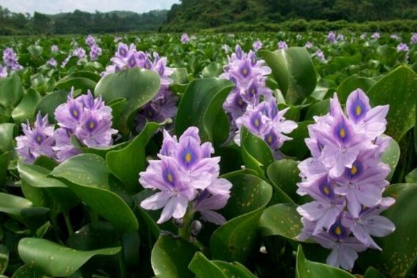 家养水葫芦怎么养,保证光照充足并经常换水