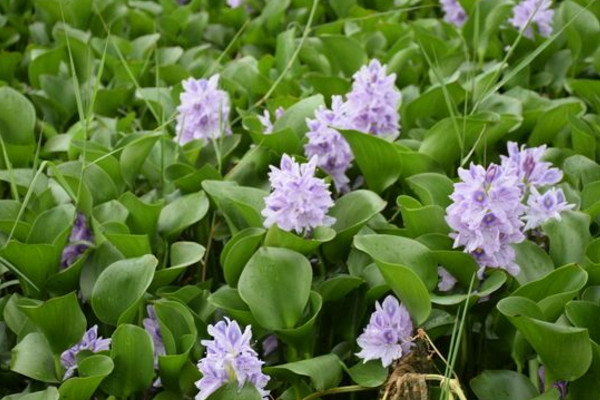 家养水葫芦怎么养,保证光照充足并经常换水