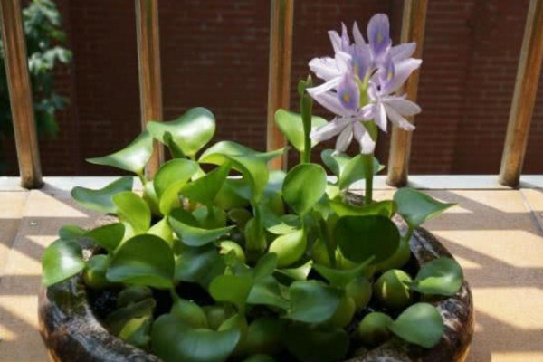 家养水葫芦怎么养,保证光照充足并经常换水