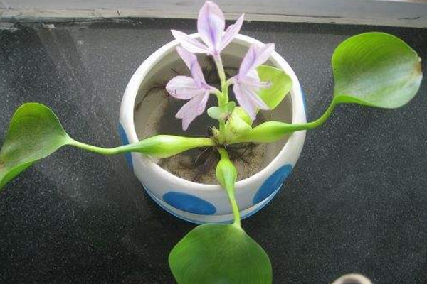 家养水葫芦怎么养,保证光照充足并经常换水