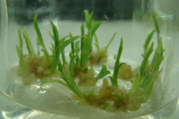 水培生姜的种植方法,4~5月是最佳的水培时间段